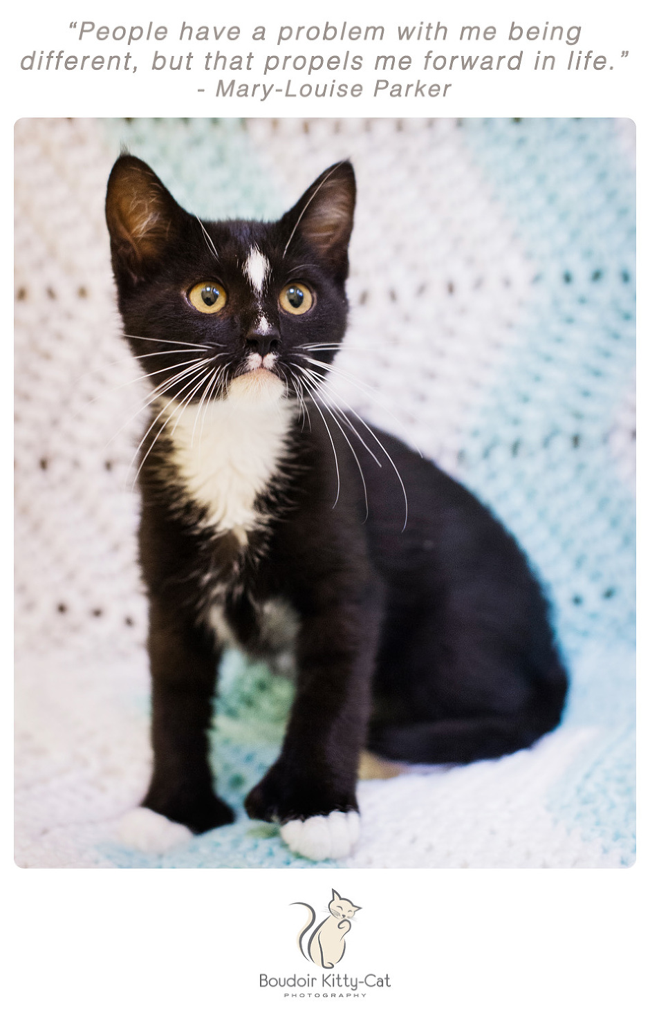 Photo of a black and white kitten