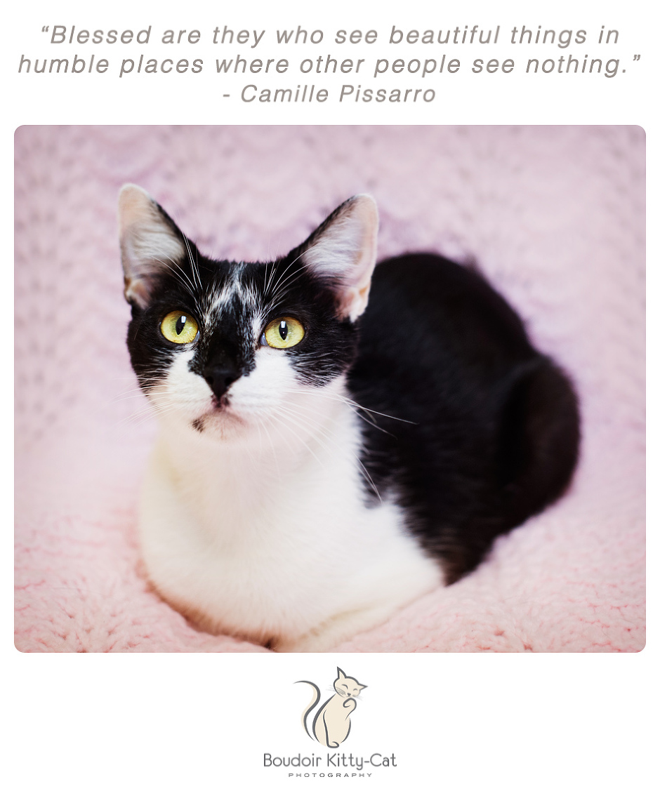 Photo of a black and white cat