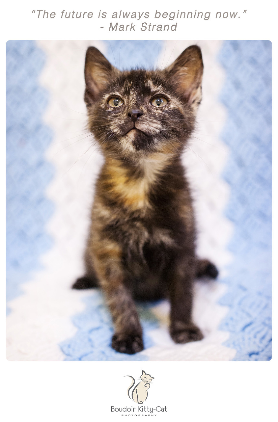 Photo of a torti kitten