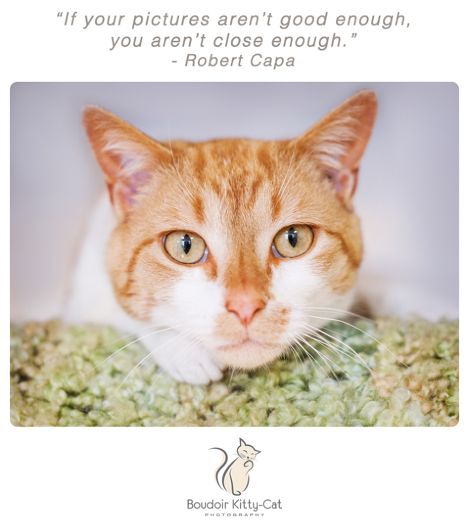 Photo of an orange and white tabby cat