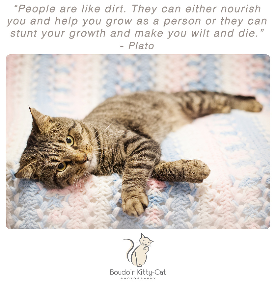 Photo of a tabby cat lounging
