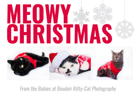 Photos of kitties wearing Christmas Sweaters
