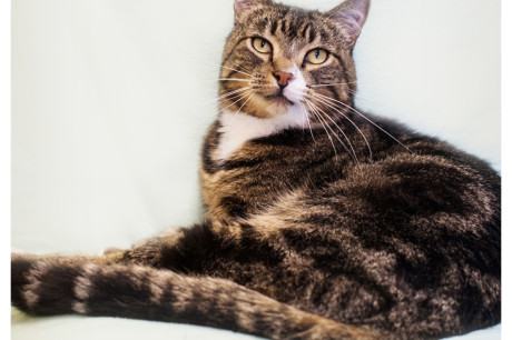 Photo of a brown and white tabby cat