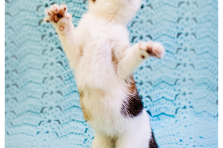 Photo of a kitten standing