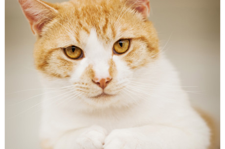 Photo of an orange and white tabby cat
