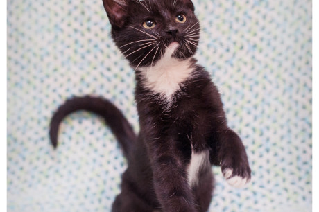 Photo of a tuxedo kitten