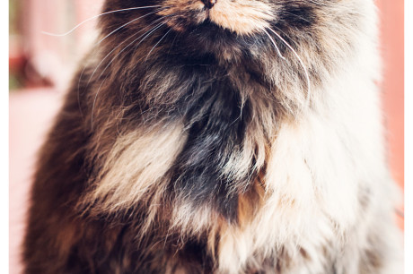 Photo of a long-haired torti cat