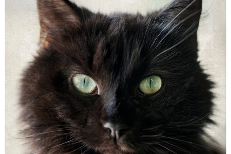 Photo of a black cat