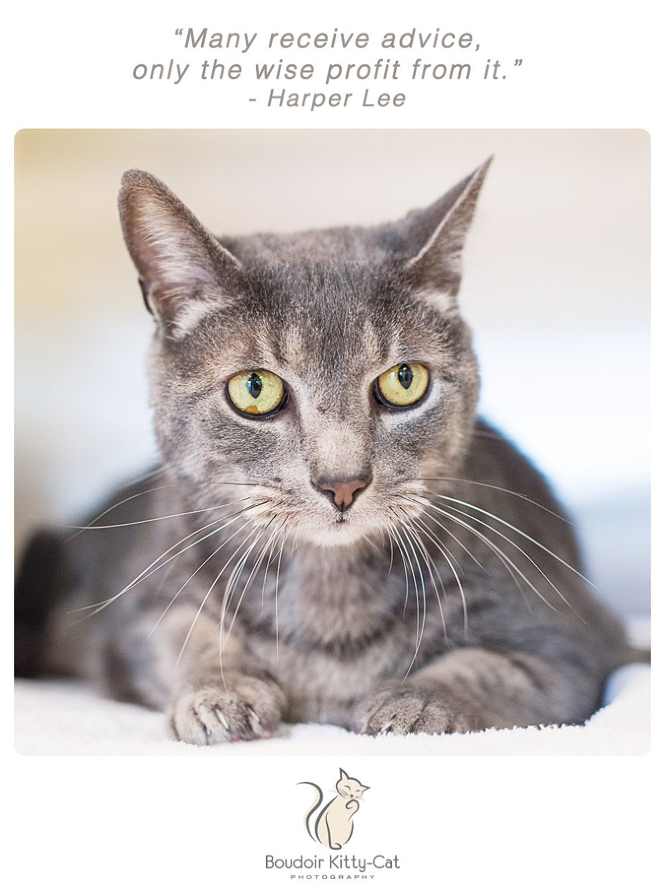 Photo of a gray tabby