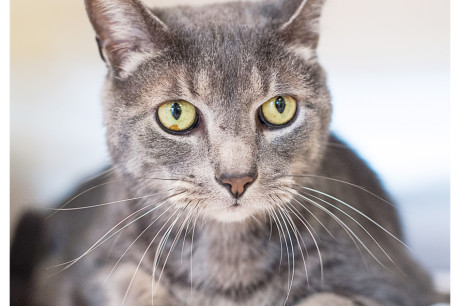 Photo of a gray tabby