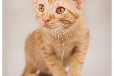Photo of an orange tabby kitten