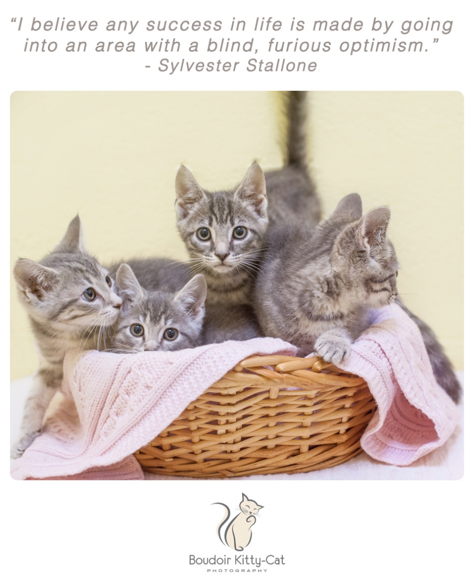 Photo of four gray kittens in a basket