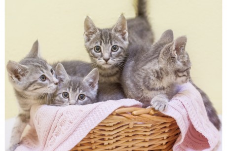 Photo of four gray kittens in a basket