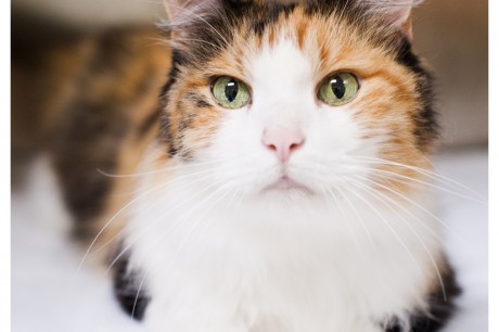Photo of a calico cat