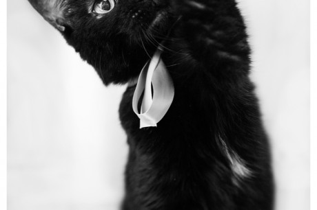 Photo of a black cat extending its paw upwards