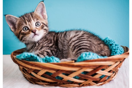 Photo of a tabby kitten