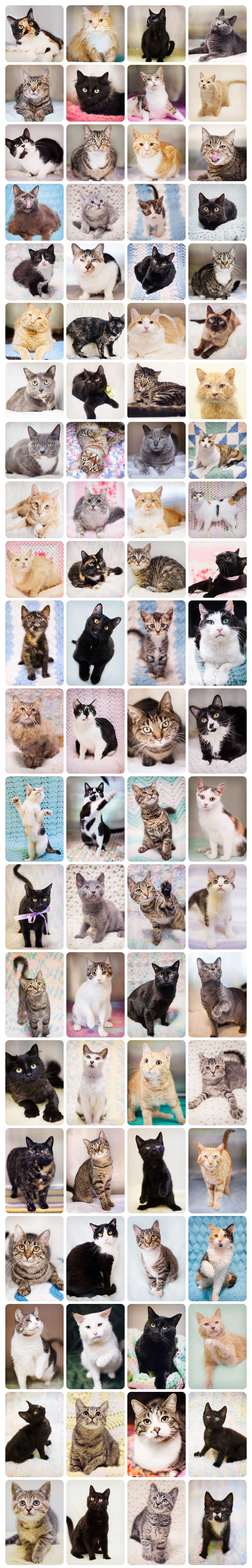 2015 Boudoir Kitty-Cat Photography Shelter Cats Part-002
