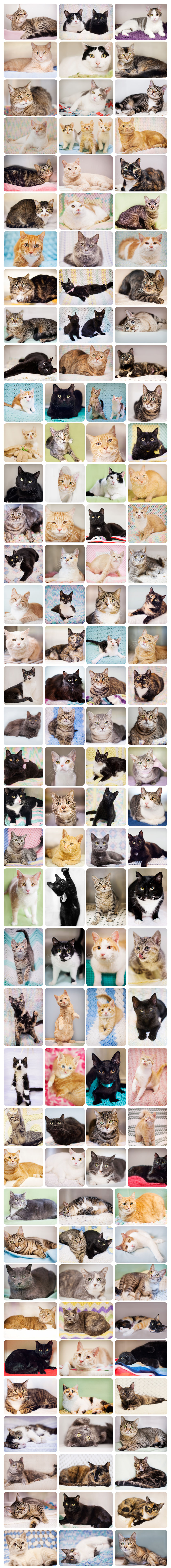 2015 Boudoir Kitty-Cat Photography Shelter Cats Part-003
