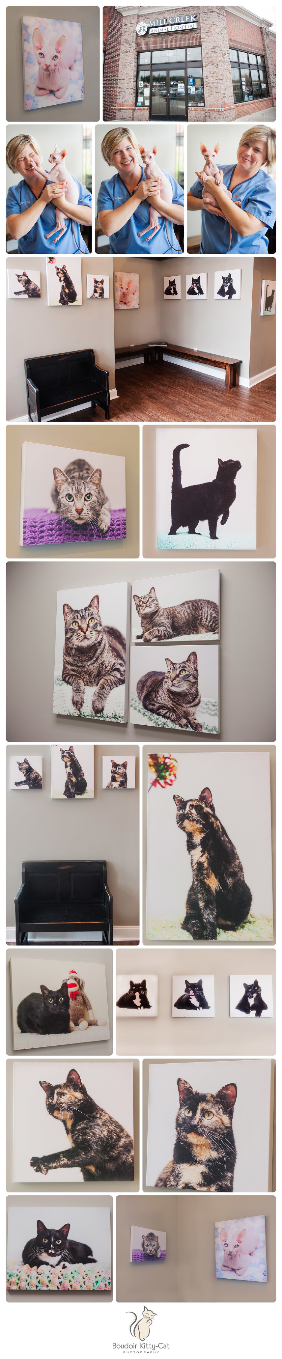 Business Art Display of Cat Portraits at Mill Creek Animal Hospital in Nolensville, TN