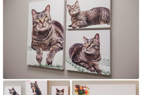 Business Art Display of Cat Portraits at Mill Creek Animal Hospital in Nolensville, TN