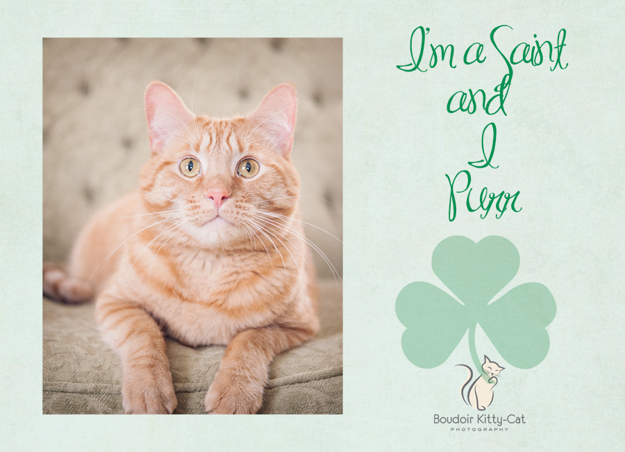 Cat Photo and St. Patrick