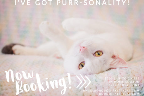 Cute photo of a white cat showing purr-sonality