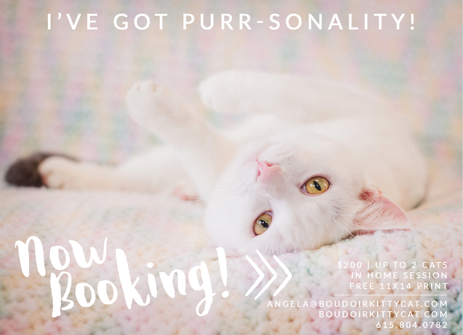 Cute photo of a white cat showing purr-sonality